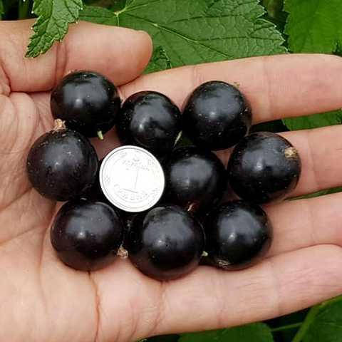 Смородина УСЛАДА средне раннего срока (двухлетняя)