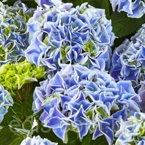 Гортензія великолисткова Saxon Candy Heart Blue, фото 1
