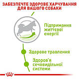 Сухий корм для дорослих собак від 8 років мініатюрних розмірів Royal Canin X-small Adult 8+, фото 4