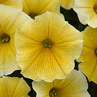 Петунія Go-tunia Bees`Knees Yellow