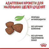 Сухий корм для щенят дрібних порід Royal Canin SHN Mini Puppy 7 кг+1кг, фото 3