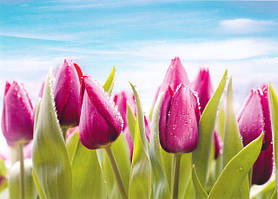 Фотошпалери