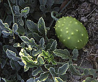 Насіння Фіцифоліуса, Cucumis ficifolius,6 шт/уп