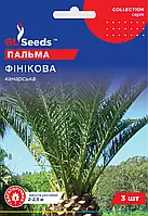 Насіння Пальми фiнiкової Канарська (3шт), Collection, TM GL Seeds