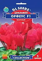 Насіння Цикламена F1 Орфеус (5шт), Collection, TM GL Seeds