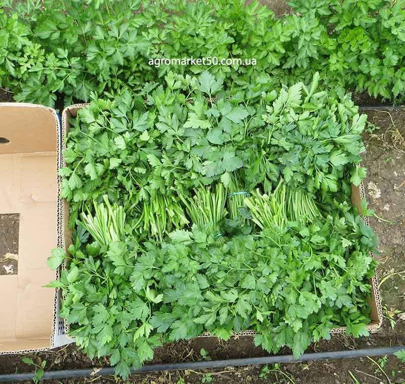 

Петрушка Новас 6,5 грамм (Clause)