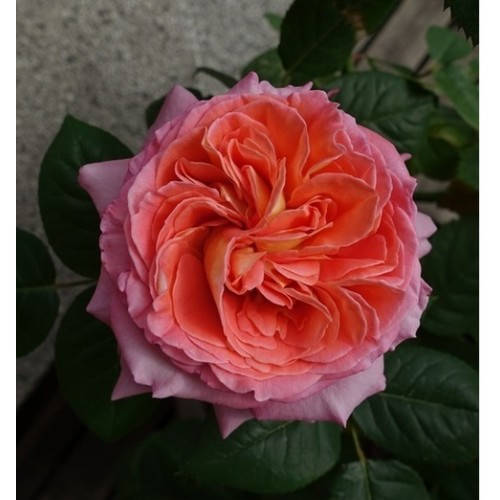 

Нотр Дам дю Розэр из серии Rosa Generosa