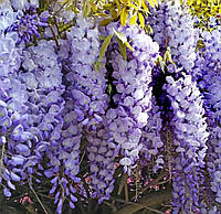 Глициния синея, Wisteria sinensis