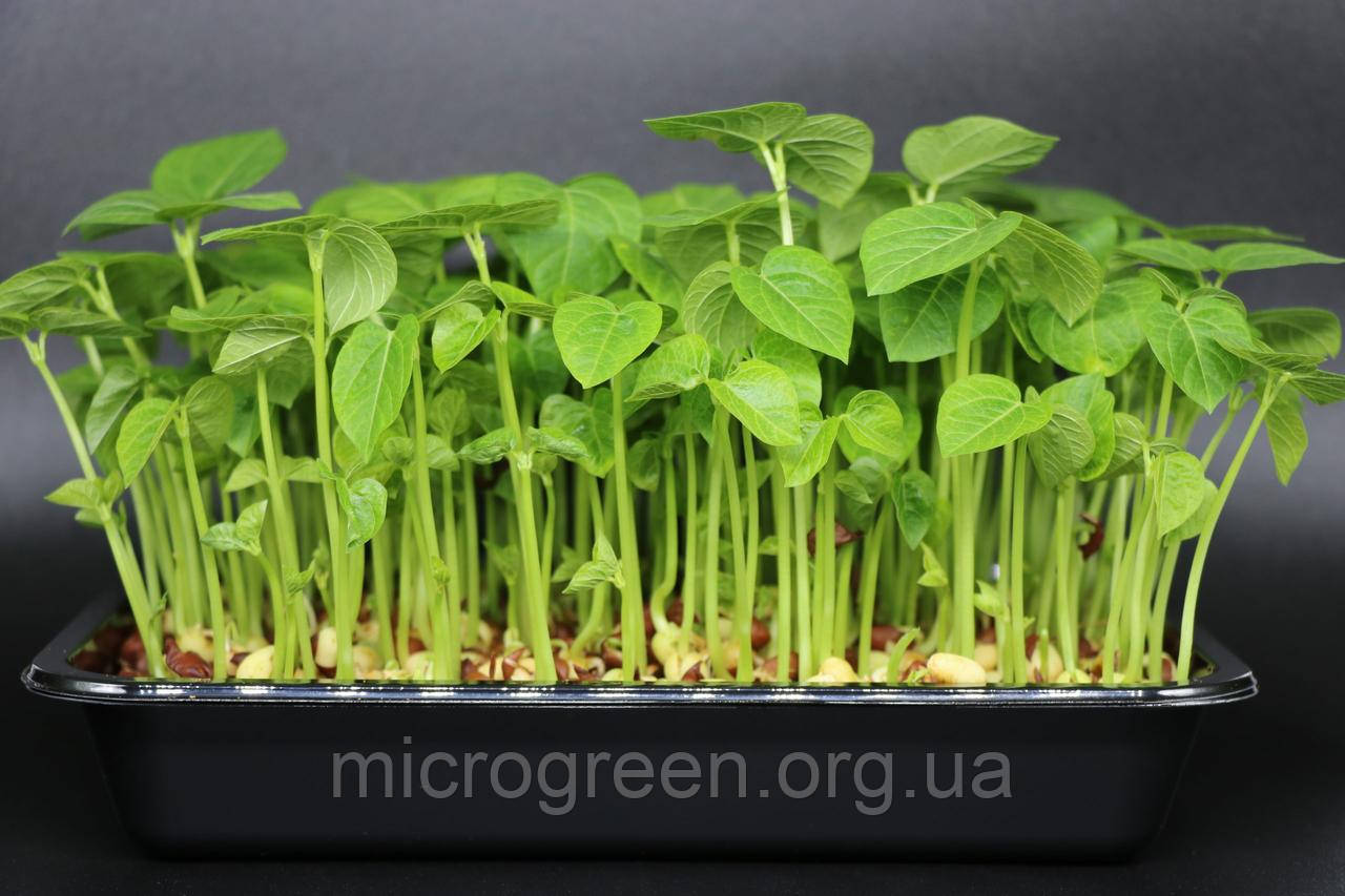 Семена Фасоль (Адзуки) проростки | микрозелень (import) - фото 3 - id-p1237307334