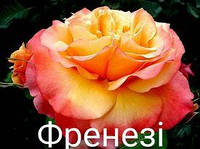 Роза чайно-гибридная Френези (Frenesie)
