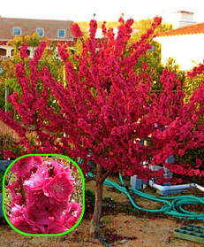 Сакура персиколистий Ред Піч \ prunus persica "Red Peachy (штамб 150-см + крона 50-70см)