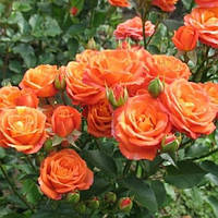 Саджанець дрібноквіткової троянди "Алегрія" ПРЕМІУМ