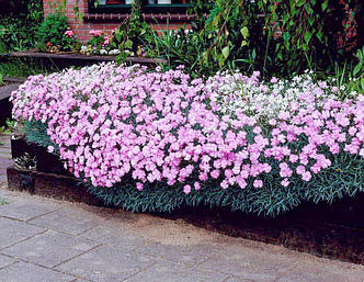 Гвоздика-трав'янка. Контейнер 0,5 л