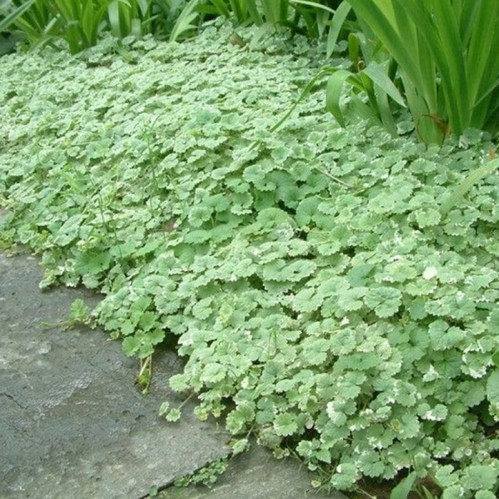 Будра ампельна Variegata, фото 1