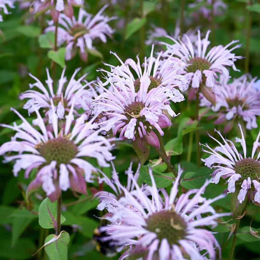 Монарда неон, фото 1