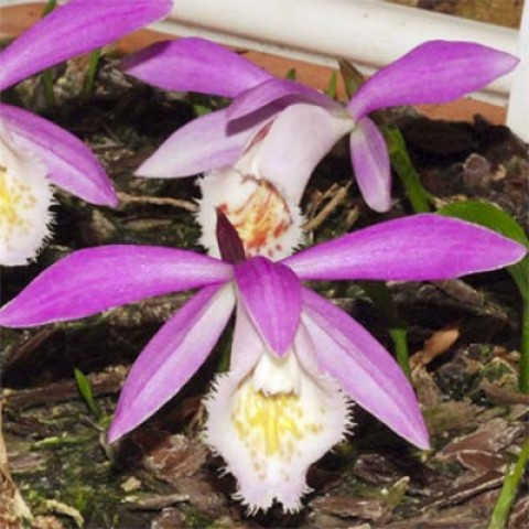 Плейоне Formosana 1 шт, фото 1