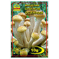 Міцелії Опеньок Осінній 10 г