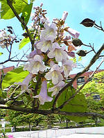 Павлония войлочная (Paulownia) саженец