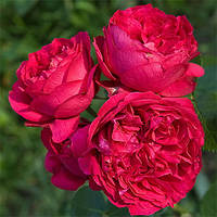 Роза парковая Ред Эден Роуз (Red Eden Rose) с сильным ароматом
