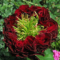 Троянда Червоне Око (Red Eye) штамб саджанці троянди