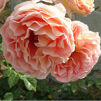 Роза английская Персиковое чудо (Peach Miracle) new двухлетние саженцы розы