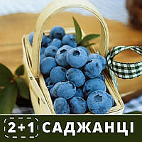 Саджанці лохини (чорниці) 2+1 шт. сорту Блюголд (Bluegold) 2 роки, висота по 45-60 см