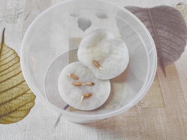 Бурштинова кислота