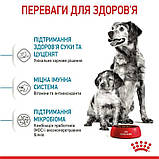 Сухий корм для вагітних собак та цуценят середніх порід MEDIUM STARTER 1 кг, фото 4