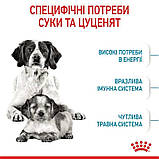 Сухий корм для вагітних собак та цуценят середніх порід MEDIUM STARTER 1 кг, фото 6