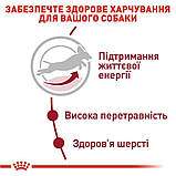 Сухий корм для собак середніх порід старше 7 років MEDIUM ADULT 7+ 4 кг, фото 3