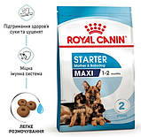 Сухий корм для новонароджених цуценят великих порід собак ROYAL CANIN MAXI STARTER 4 кг, фото 2