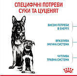 Сухий корм для новонароджених цуценят великих порід собак ROYAL CANIN MAXI STARTER 4 кг, фото 3