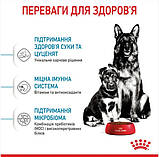 Сухий корм для новонароджених цуценят великих порід собак ROYAL CANIN MAXI STARTER 4 кг, фото 6