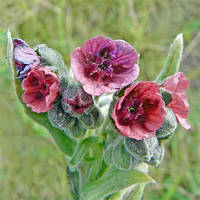 Насіння Чорнокорінь лікарський, Cynoglossum officinale 10 шт/уп