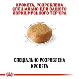 Сухий корм для дорослих собак породи йоркширський тер'єр Royal Canin Yorkshire Terrier Adult 500 г, фото 5