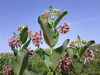 Насіння Ваточник сирійський, Asclepias syriaca 10 шт/уп