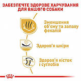 Сухий корм для дорослих собак породи Мопс Royal Canin Pug Adult 1.5 кг, фото 5