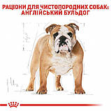 Сухий корм для дорослих собак породи Мопс Royal Canin Pug Adult 1.5 кг, фото 6