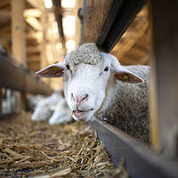 Корми та компоненти для кіз і овець
