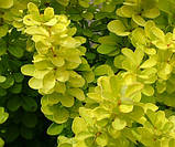 Барбарис Тунберга Марія (Berberis thunbergii Maria) h-30-40 см у контейнері С3 л, фото 3