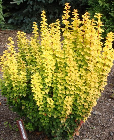 Барбарис Тунберга Марія (Berberis thunbergii Maria) h-30-40 см у контейнері С3 л