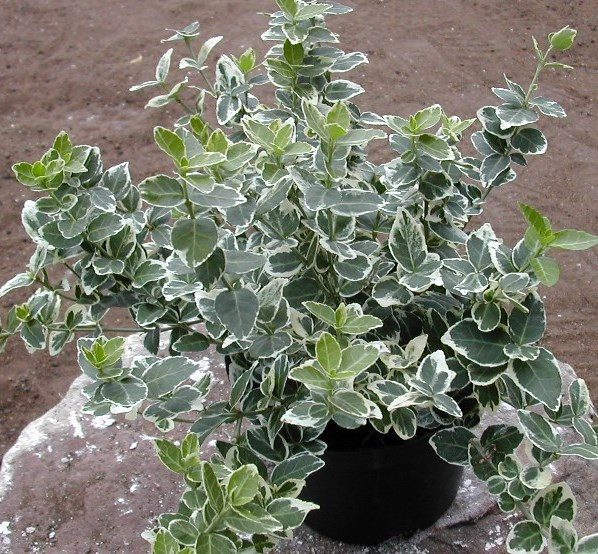 Бересклет Форчуна Емеральд Гачі 2 роки, фото 1