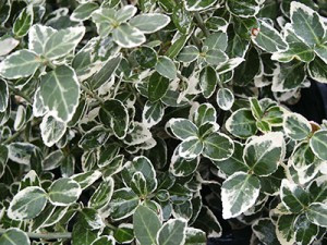 Бересклет форчуна Емеральд Гаєті (Euonymus fortunei Emerald Gaiety) а-20-40 см у контейнері С2 л