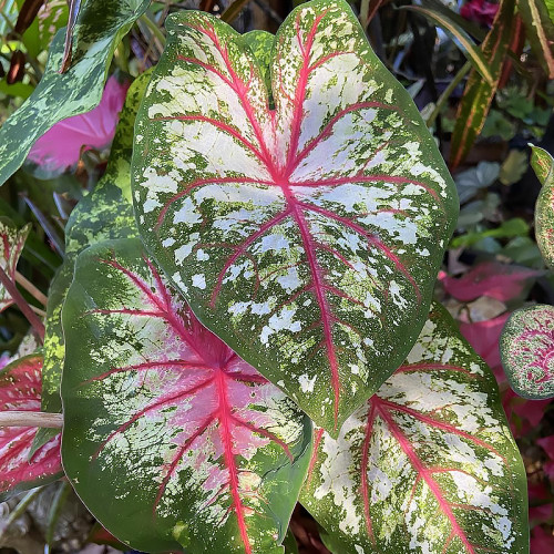 Каладіум Tapestry, фото 1
