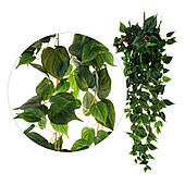 Pothos — Розкідна лоза 130 см