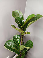 Комнатное декоративнолистное растение фикус лирата в горшке, растение фикус лирата