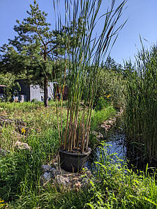Рогоза звичайна (горщик 40 літрів)