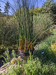 Камиш звичайний (горщик 40 літрів)