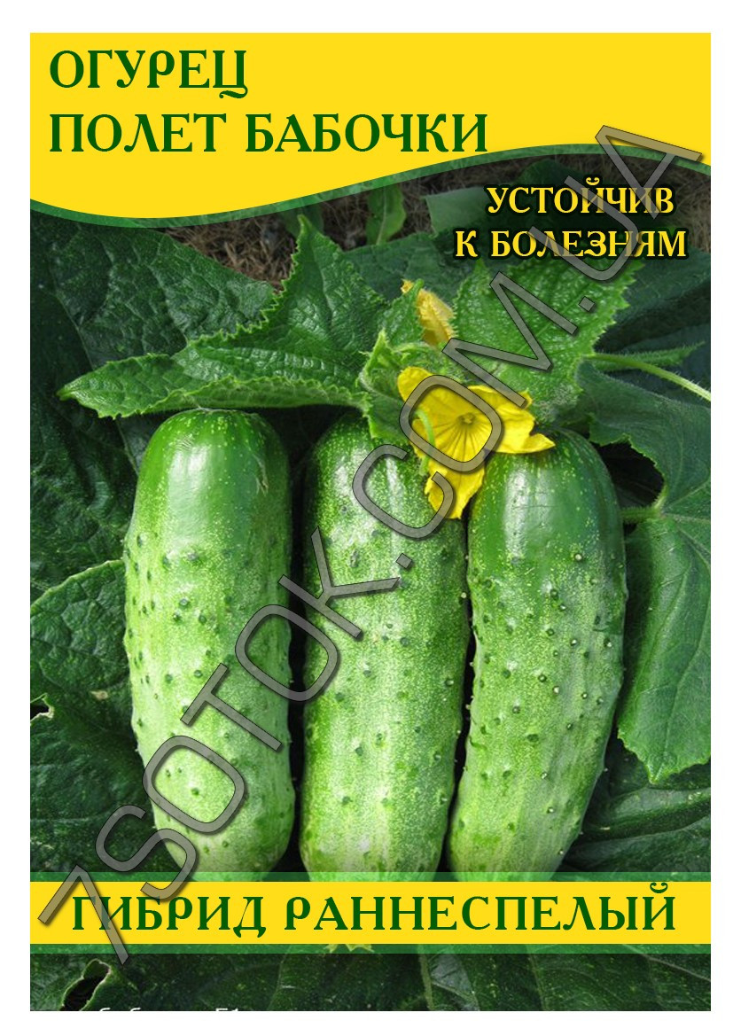 Насіння огірка Політ Метелики F1, 0,5 кг