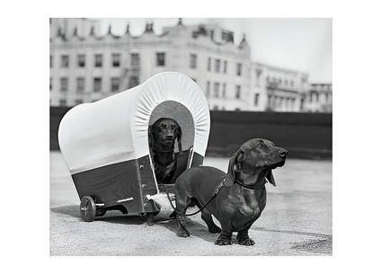 Листівка Black&White - Песик у возику, фото 1